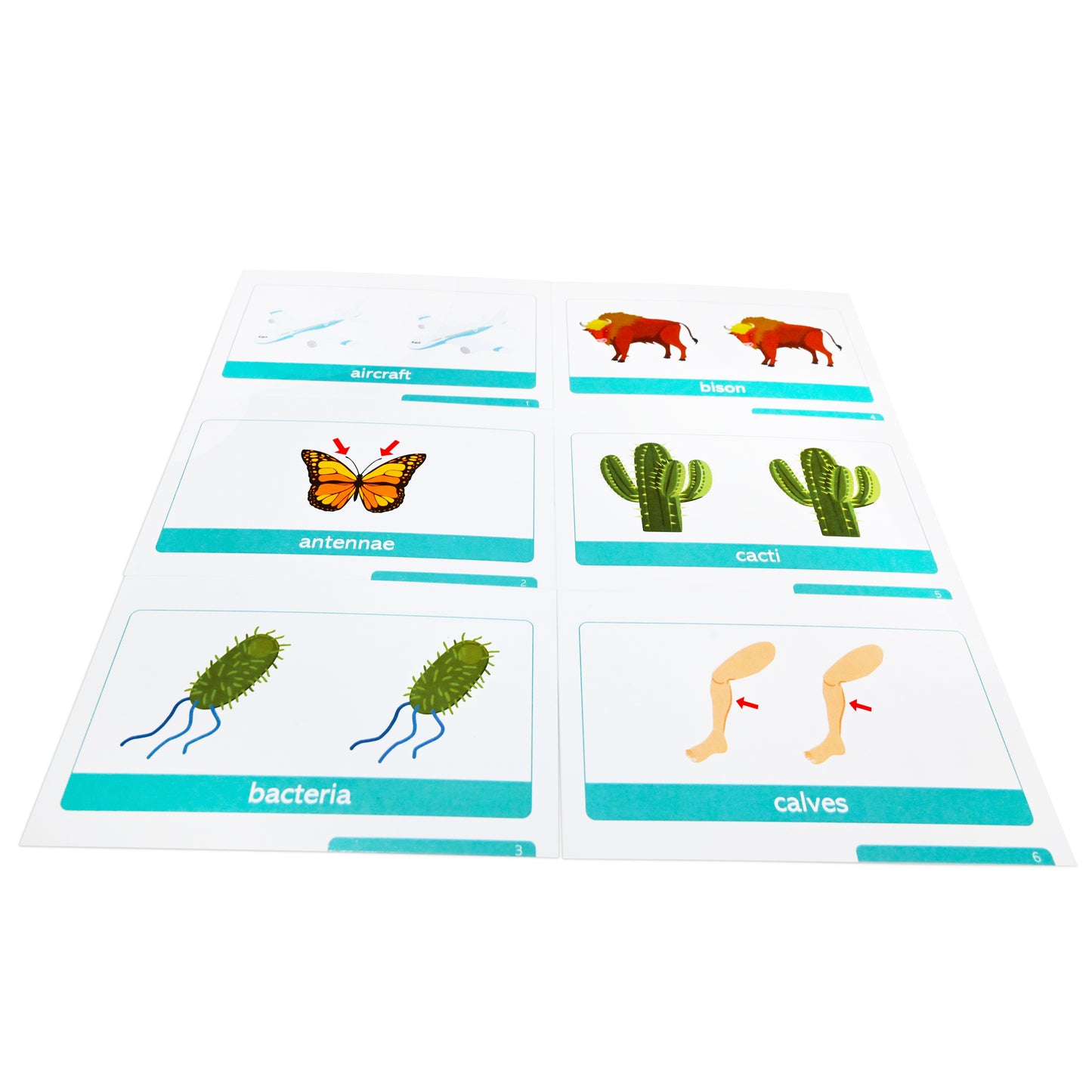 English Tricky Plural Noun Flash Cards